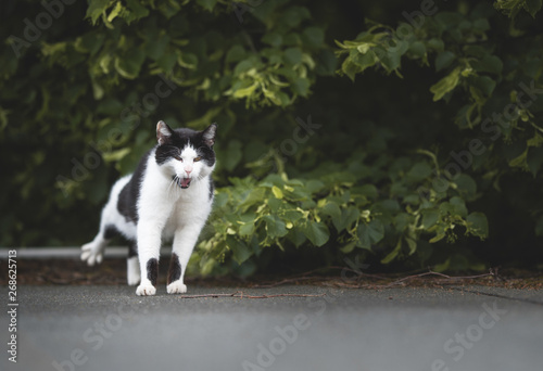 Fototapeta Naklejka Na Ścianę i Meble -  black and white domestic shorthair cat stretching and yawning on a rooftop next to a tree