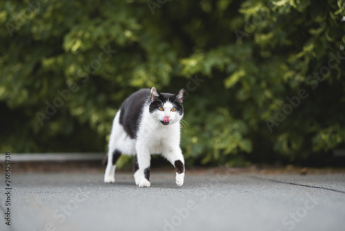black and white domestic shorthair cat walking over rooftop looking at camera sticking out tongue © FurryFritz