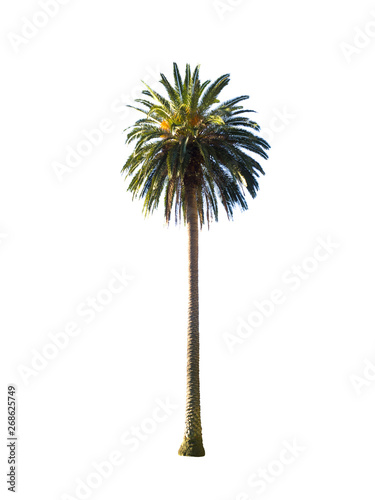 Tall green palm tree isolated on white background.