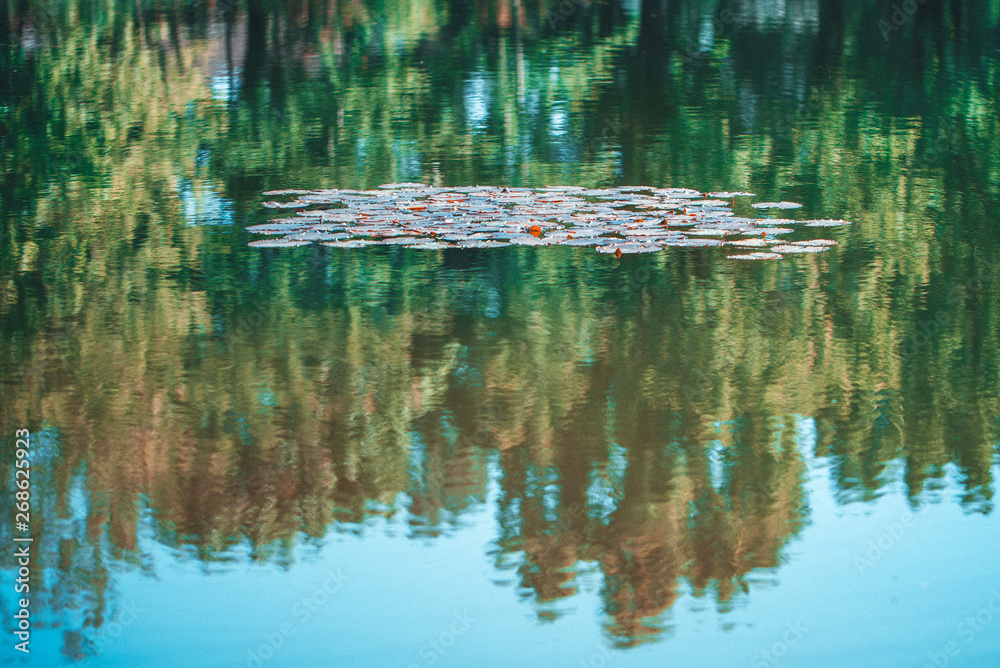 Lily pads on the surface of a pond. Abstract background, reflection of trees in water. Soft focus. Lily pads on the surface of a pond. Abstract background, reflection of trees in water. Soft focus.