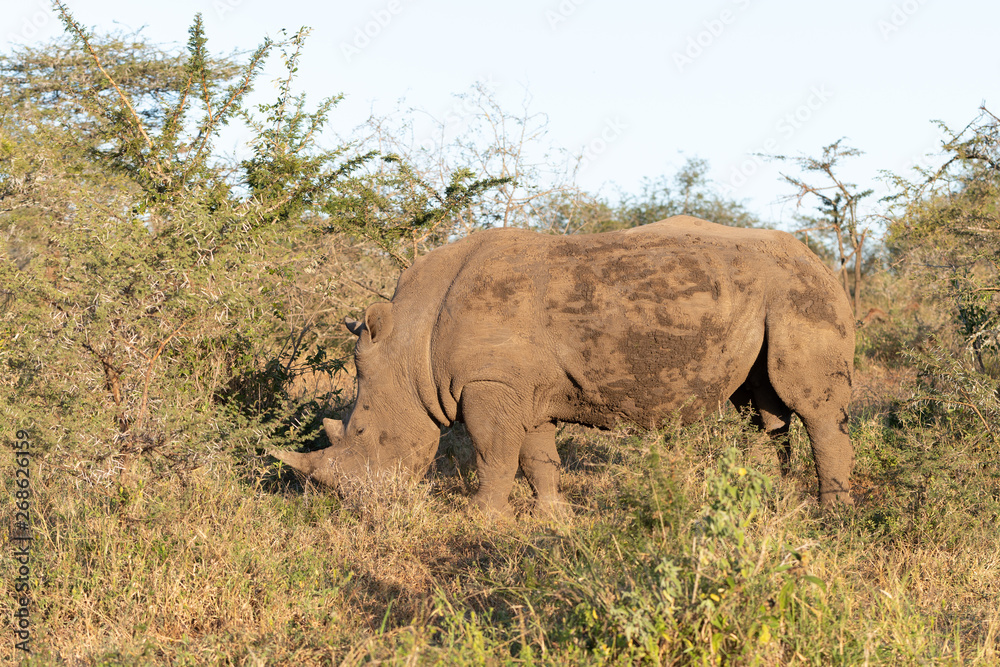 A white rhinoceros grazing in the african bush.