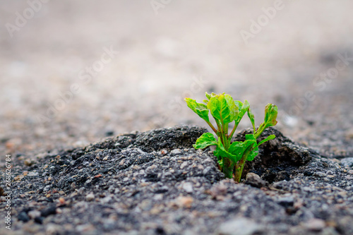 Valokuva Small and green plant grows through urban asphalt ground