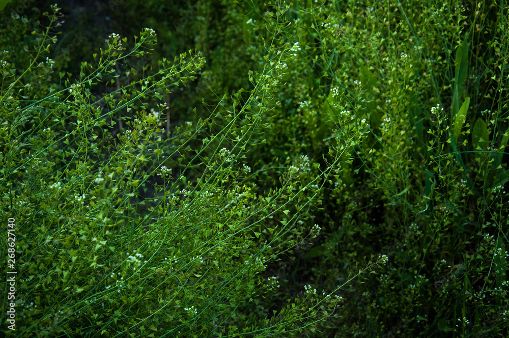 Fototapeta premium Grass field flowers background dark green. Tropical thickets. Mysterious world of flora. The secret forest. Abstraction floral background.