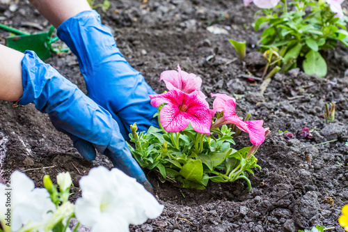 In the spring to plant petunias the most beautiful occupation.