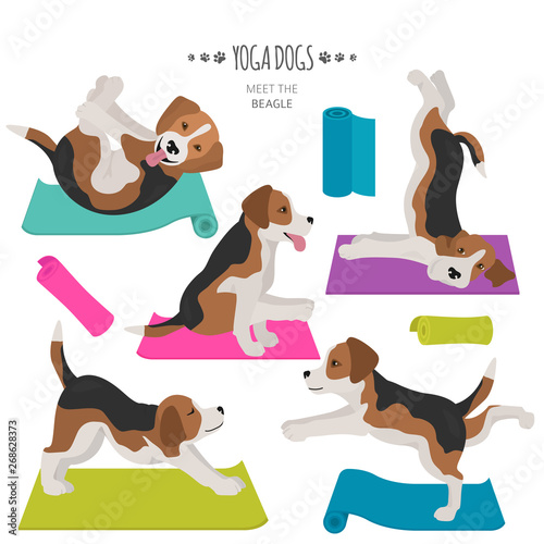 Yoga dogs poses and exercises. Beagle clipart