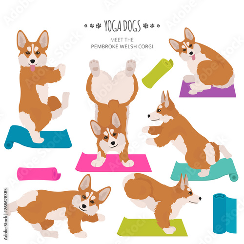 Yoga dogs poses and exercises. Welsh corgi pembroke clipart