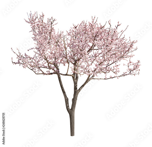 Beautiful blossoming tree with tender flowers on white background