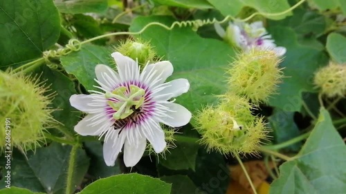 Bees are eating nectar from pollen of Fetid passionflower, Scarletfruit passionflower or Stinking passionflower.