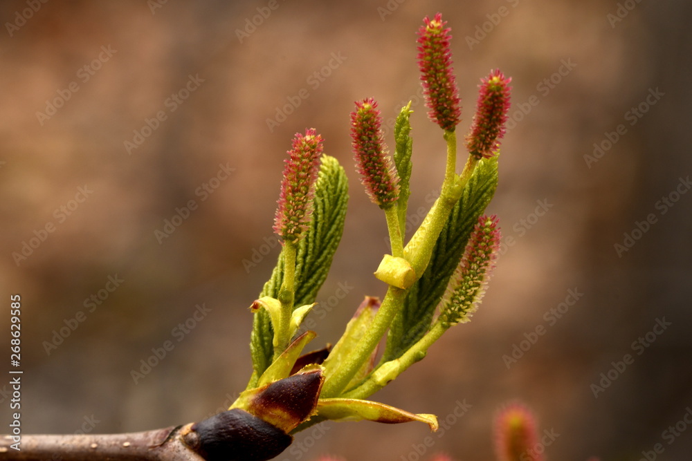 young leaves and catkins of the hazel young leaves and catkins of the hazel