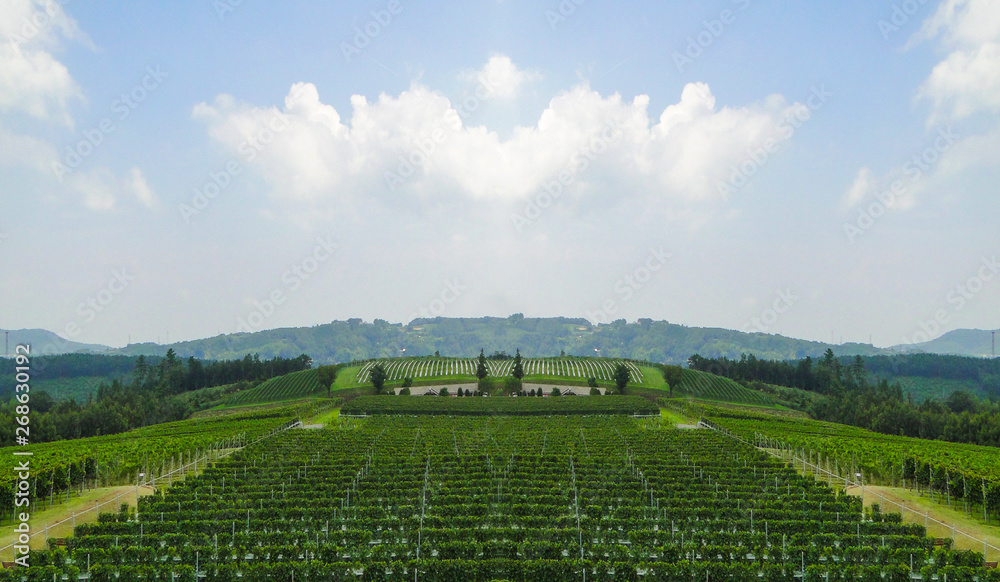 Japnese Organic grapevine fields farm land surrounded by natural mountain white blue sky background.