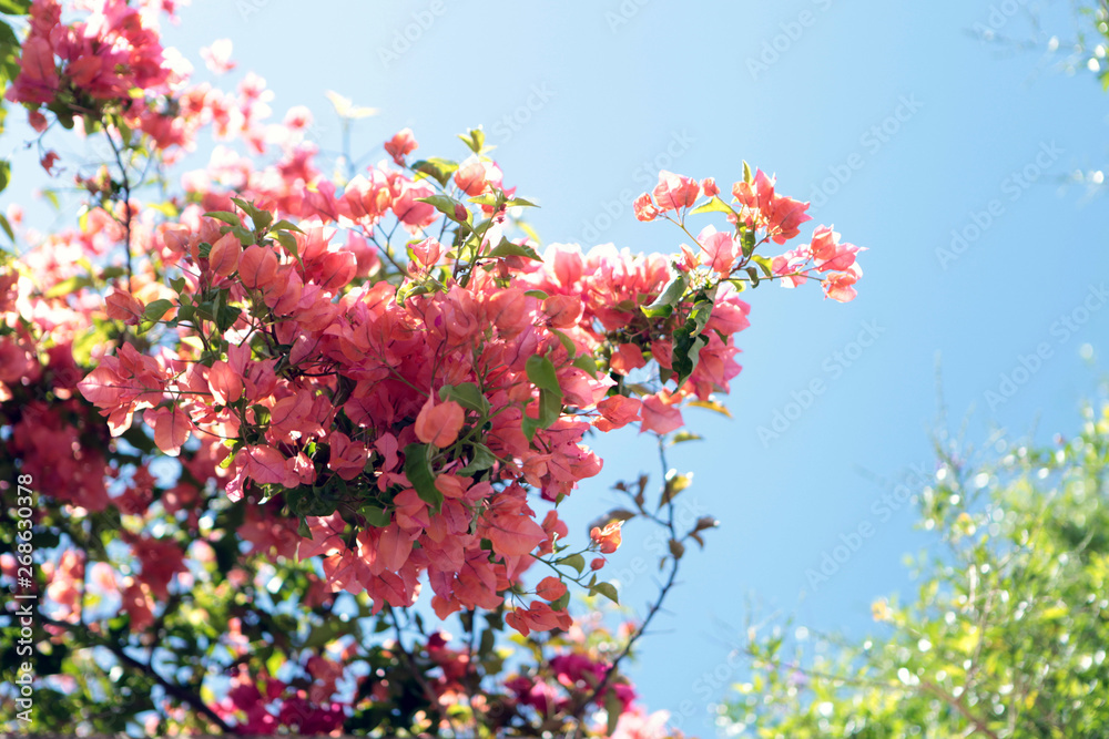 Spring blossom tenderness. Bright flowers of cherry plum tree on background of blue sky. Cyan pink color contrast.