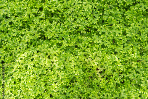 Small texture green ferns for background