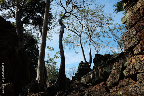 Huge ficus trees grow among the ancient Khmer ruins. Fragments of ancient stone buildings. photo