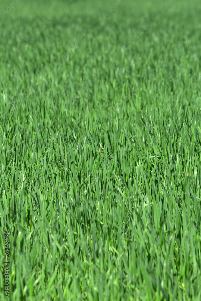 Uncut green grass. Texture of the grass. Vertical.