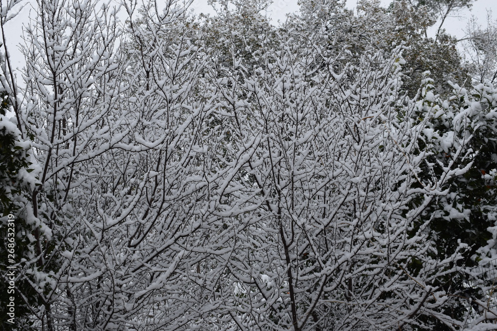 Neve sugli alberi Neve sugli alberi