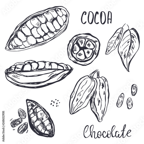 Hand drawn cocoa pods, beans and leaves.
