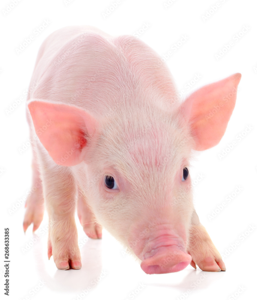 Small pink pig isolated. Small pink pig isolated.