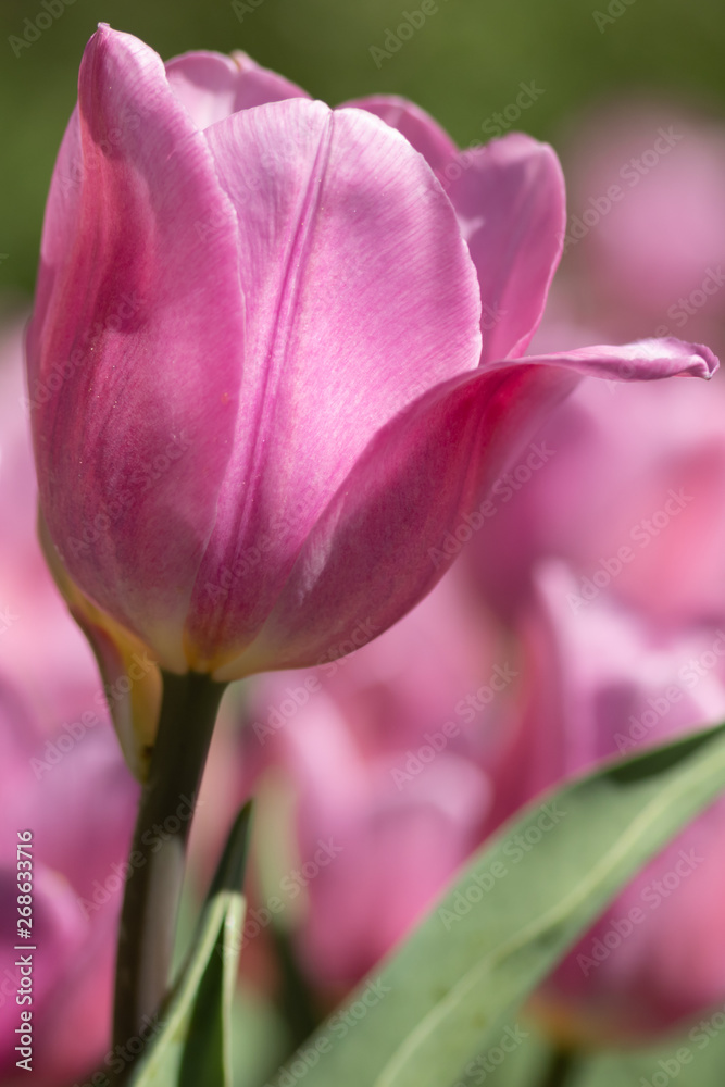 Close-up bright colorful pink tulip blooms in spring morning. Close-up bright colorful pink tulip blooms in spring morning.