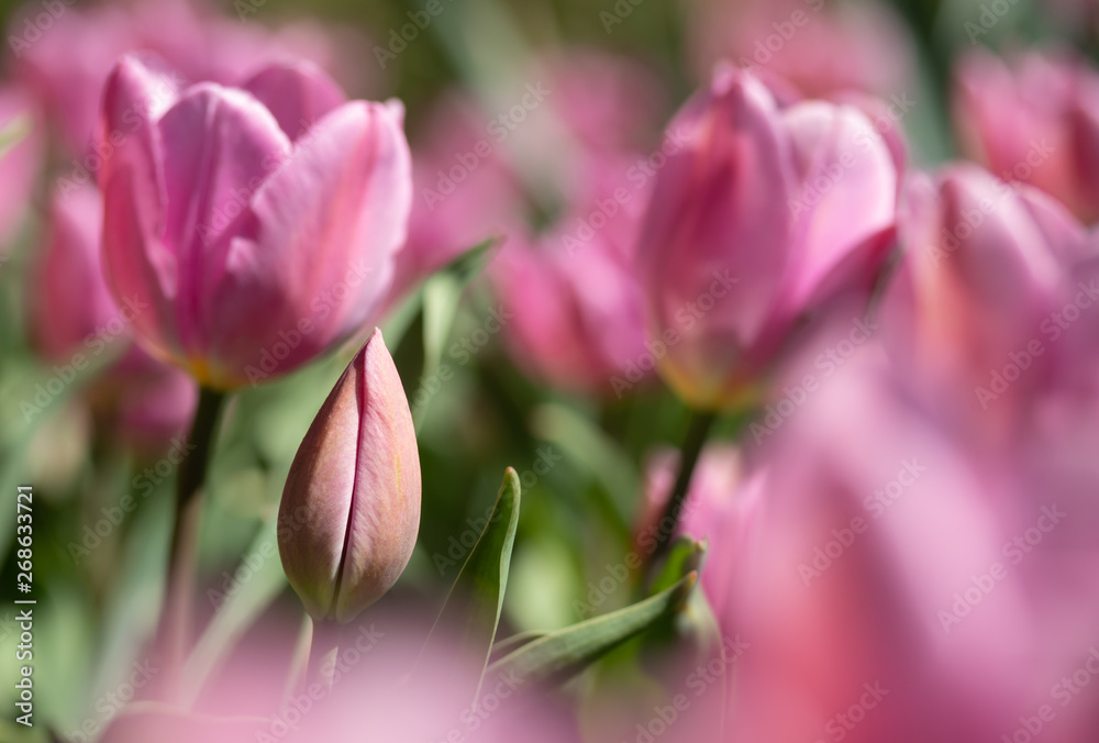 Close-up bright colorful pink tulip blooms in spring morning. Close-up bright colorful pink tulip blooms in spring morning.