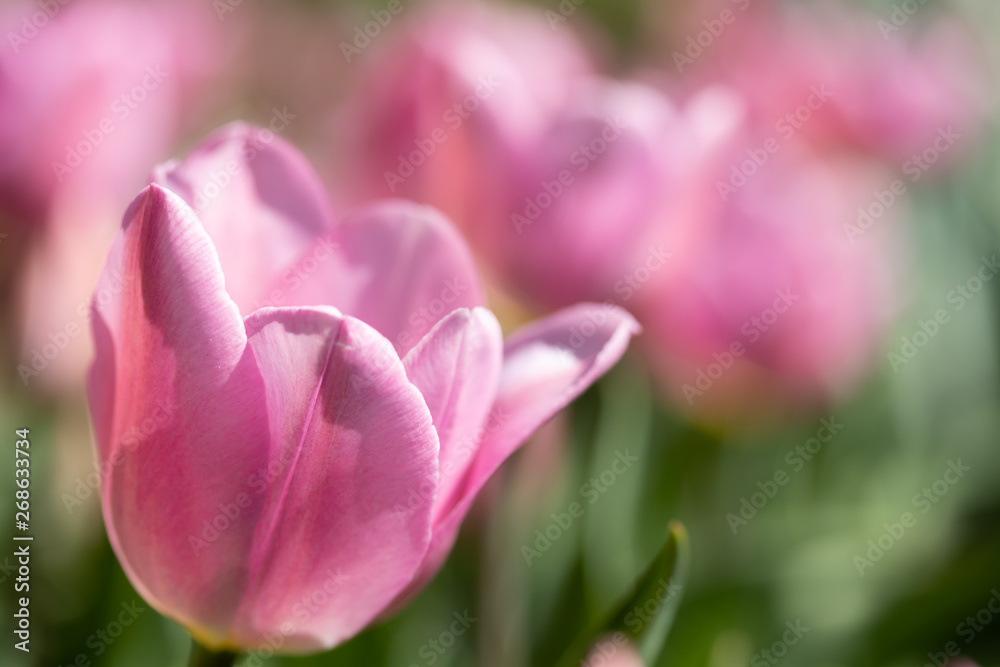 Close-up bright colorful pink tulip blooms in spring morning. Close-up bright colorful pink tulip blooms in spring morning.