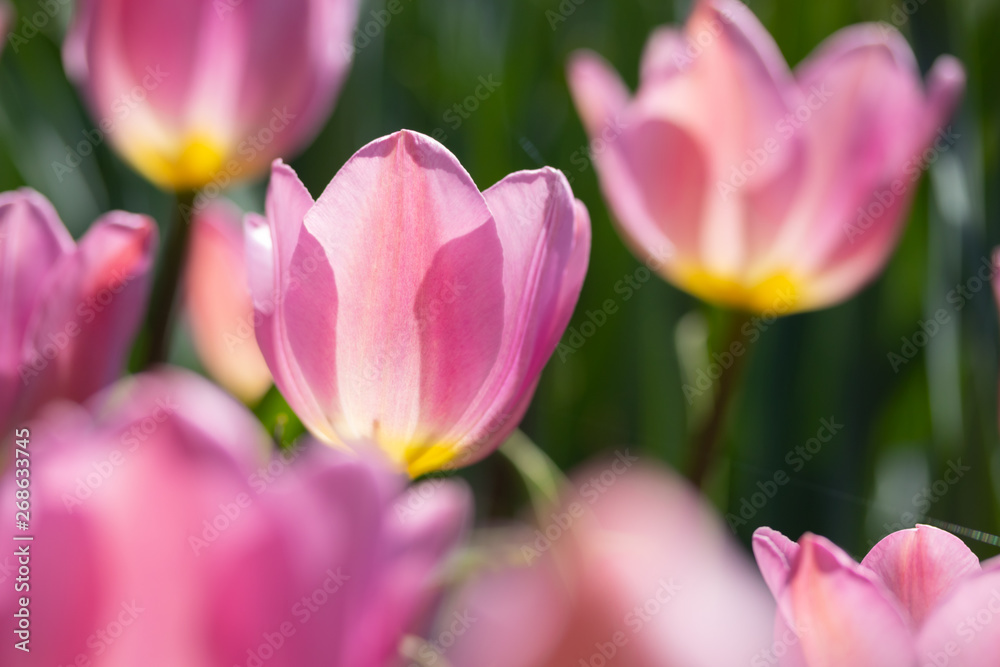 Close-up bright colorful pink tulip blooms in spring morning. Close-up bright colorful pink tulip blooms in spring morning.