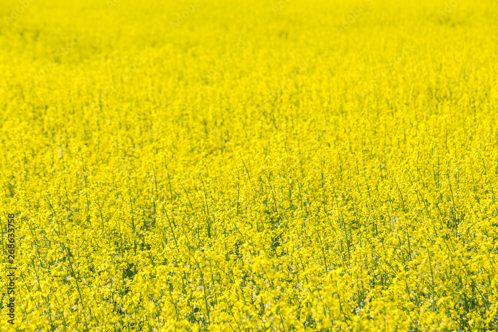 Rapeseed field, Blooming canola flowers. Flowering Bright Yellow Rape in summer.