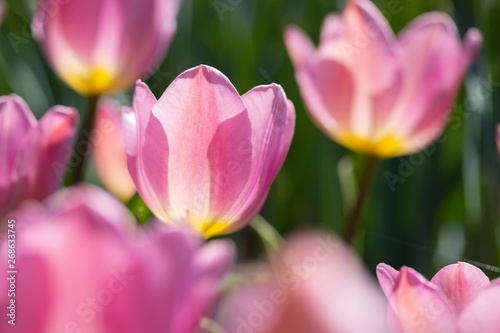 Close-up bright colorful pink tulip blooms in spring morning.