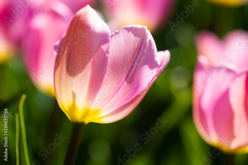 Close-up bright colorful pink tulip blooms in spring morning.