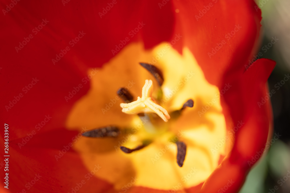 Close-up bright colorful red tulip bloom in spring morning. Close-up bright colorful red tulip bloom in spring morning.
