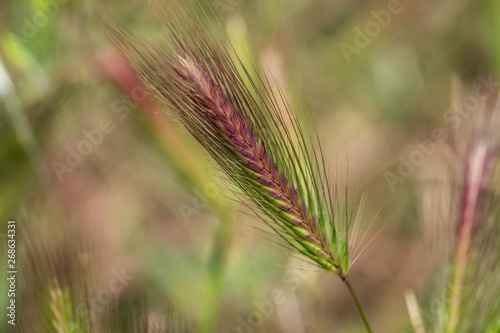 Wild Barley Inflorescence in Springtime