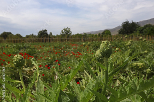 Fresh artichokes in garden  Vegetables for a healthy diet. Garden Artichokes-isolated  close up shot of green artichokes growing in garden.