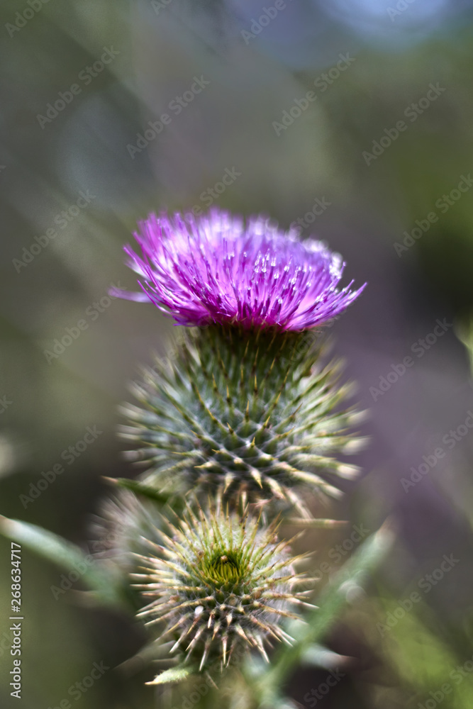 Green and purple Marian thistle Green and purple Marian thistle