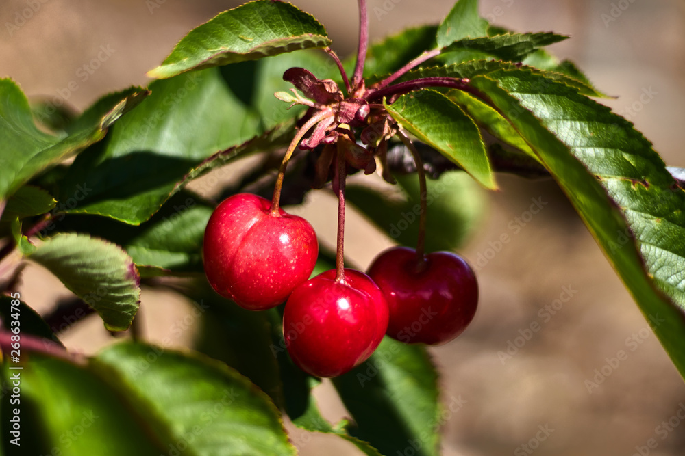 Obraz premium Three cherries in a branch with leaves