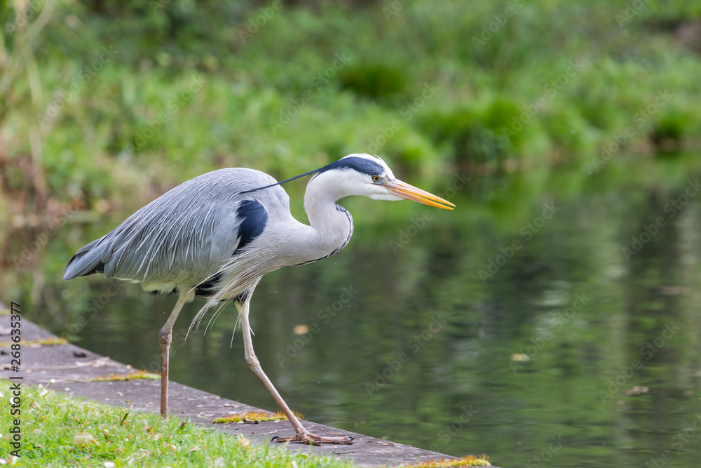 Naklejka premium Close view of Great blue heron