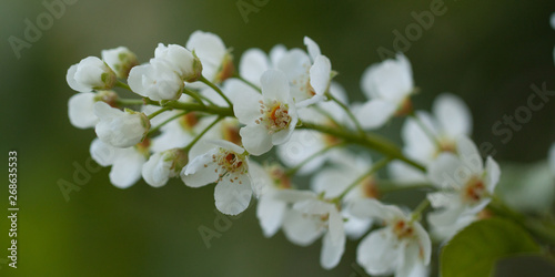 delicate cherry flowers blooming in the spring garden