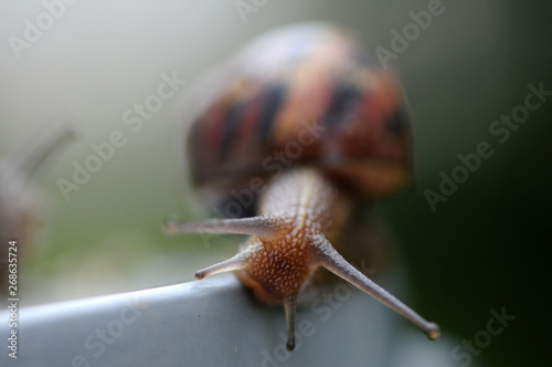 The spring run of the snail. Using red cork as backdrop photo