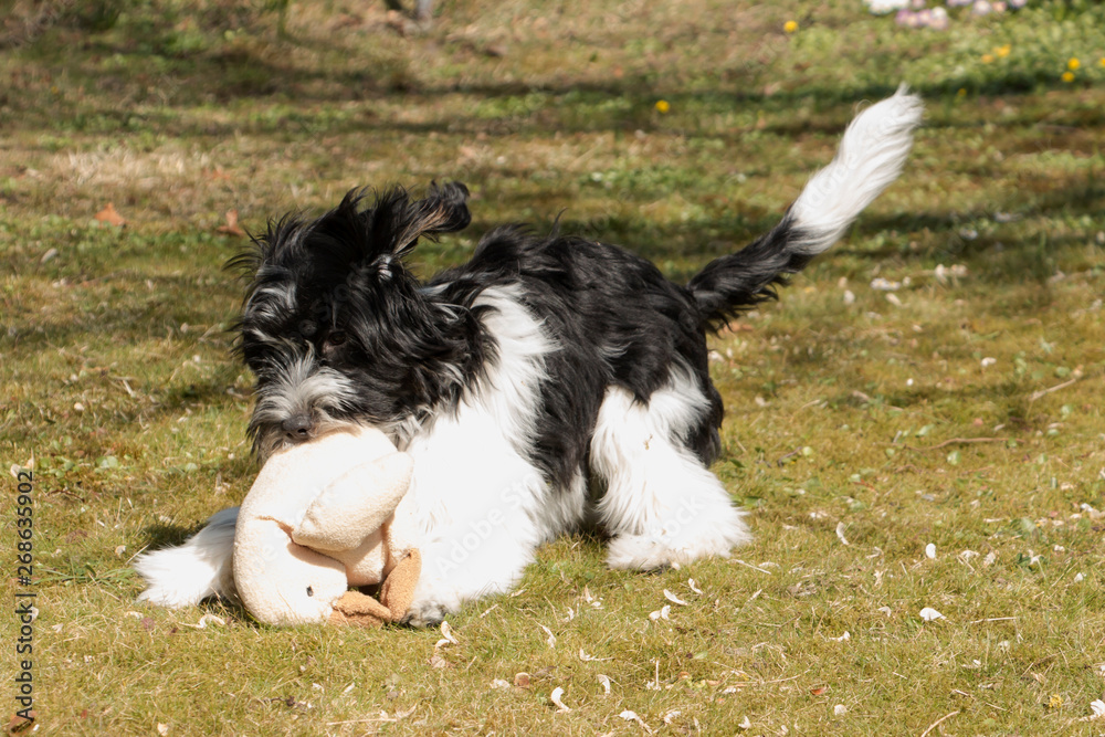Schapendoes Puppy playing with his cuddly toy Schapendoes Puppy playing with his cuddly toy