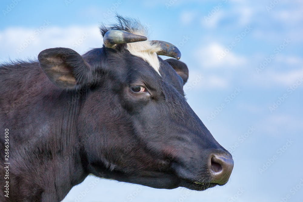 Portrait head of milk cow and sky