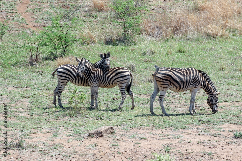 Zebras at the Pilanesberg National Park in Pilanesberg, South Africa Zebras at the Pilanesberg National Park in Pilanesberg, South Africa
