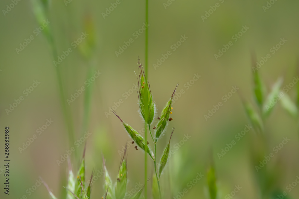 Wild Brome Inflorescence in Springtime Wild Brome Inflorescence in Springtime