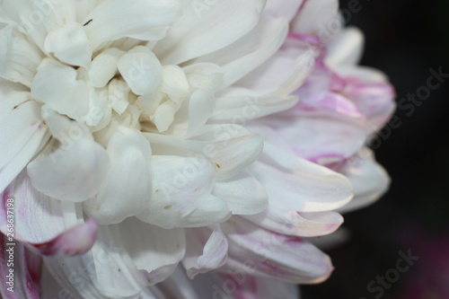 close-up macro image of pink and white delicate soft twisted petals of a chysanthemum flower in a garden, rural New South Wales, Australia photo