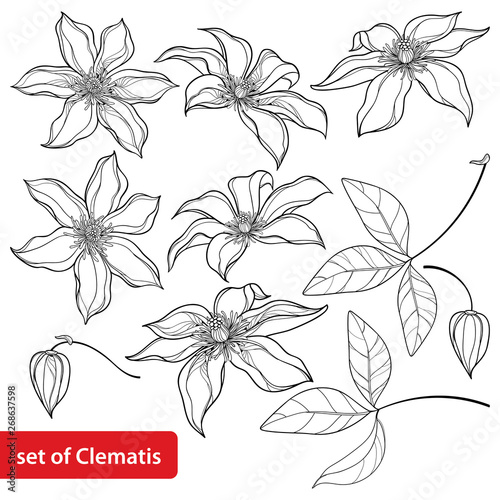 Set with outline Clematis or Traveller's joy ornate flower, bud and leaves in black isolated on white background.