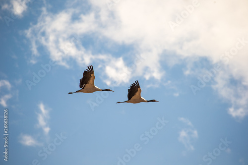 Black-necked crane couple flying over Phobjikha valley, Bhutan photo