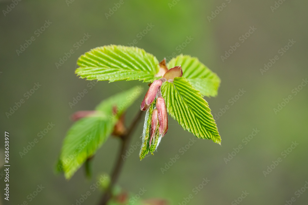 Elm Leaves in Springtime Elm Leaves in Springtime