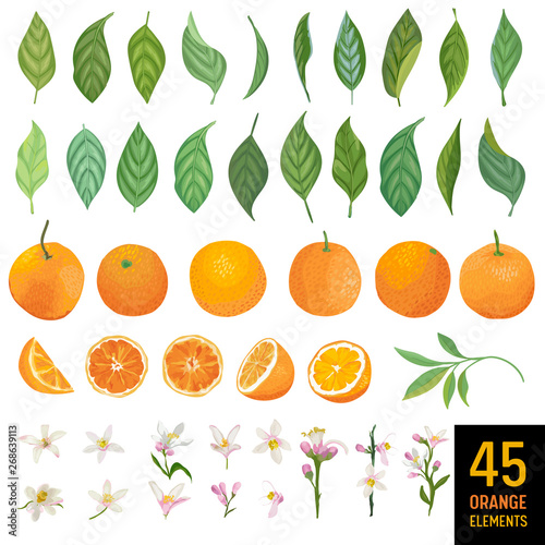 Watercolor elements of oranges, leaves and flowers for posters, citrus summer banners, design templates, spring wallpapers. Vector illustration