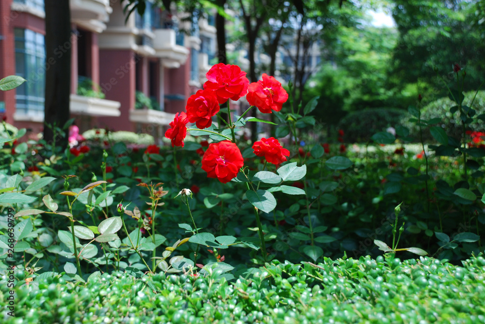 red flowers in the garden near building