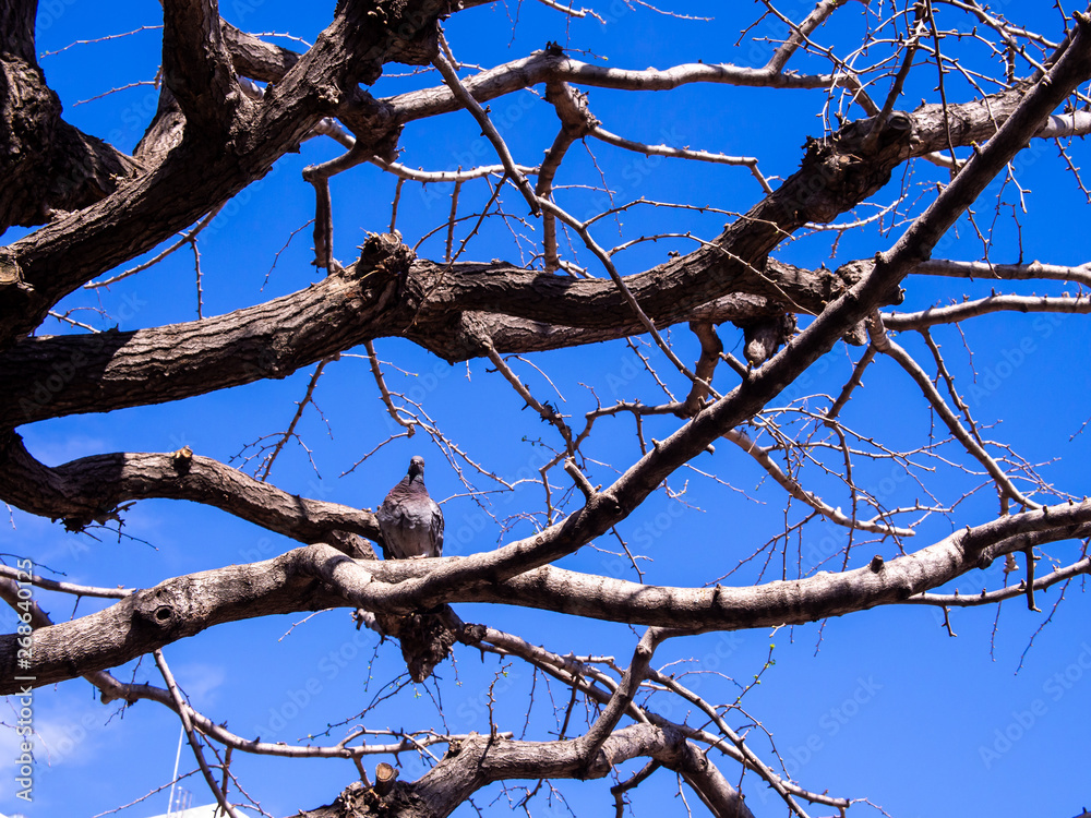 Single Pigeon Standing on The Tree Single Pigeon Standing on The Tree