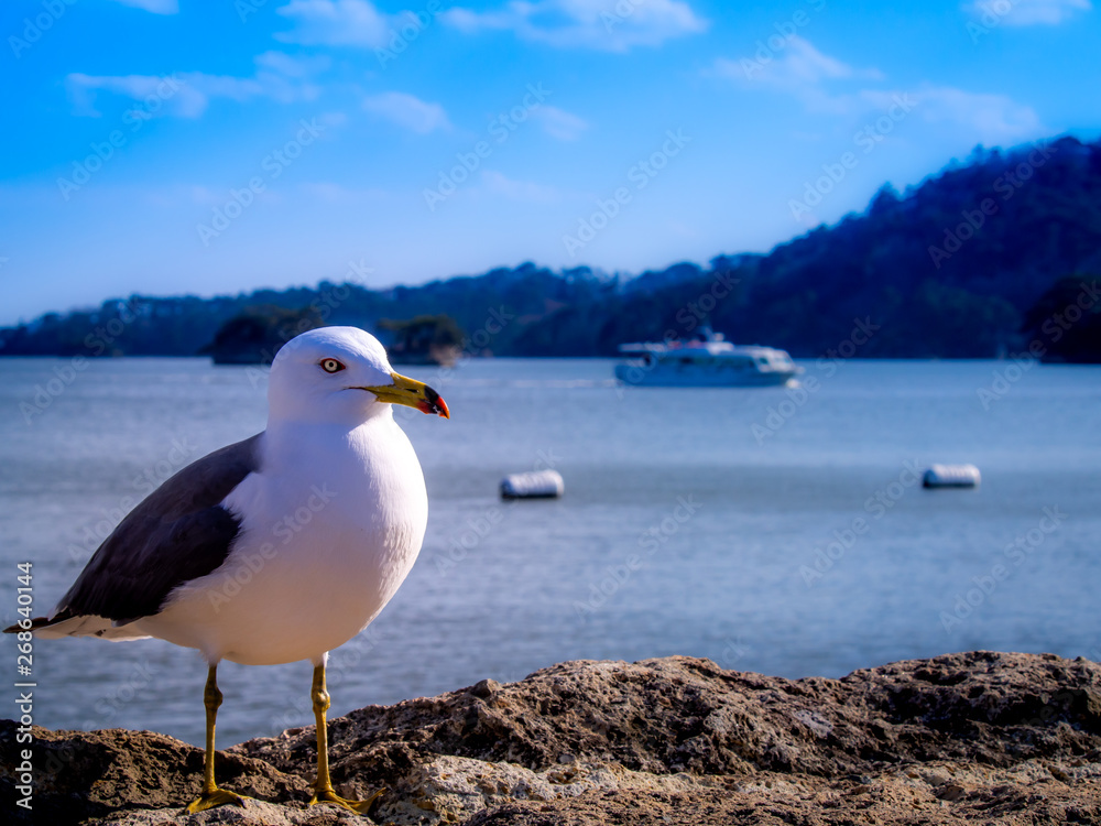 Seagull Standing Calmly on a Rock Seagull Standing Calmly on a Rock