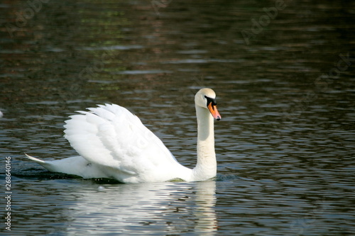 White Swan swimming in the pond