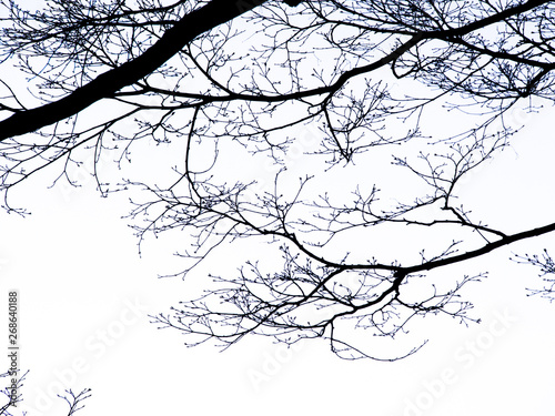 Silhouette Tree without Leaves Standing